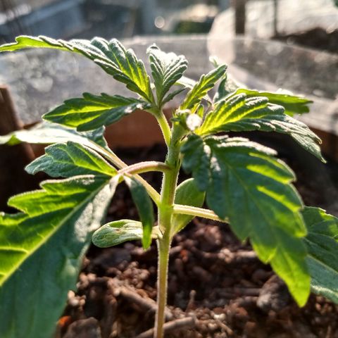 PYK  growlog timeline photo