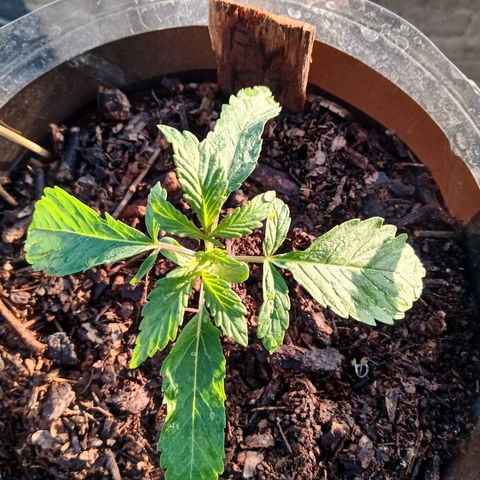 PYK  growlog timeline photo