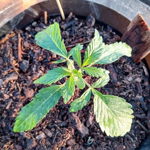 PYK  growlog timeline photo
