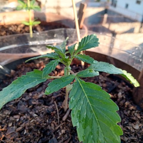 PYK  growlog timeline photo