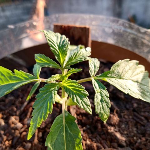 PYK  growlog timeline photo