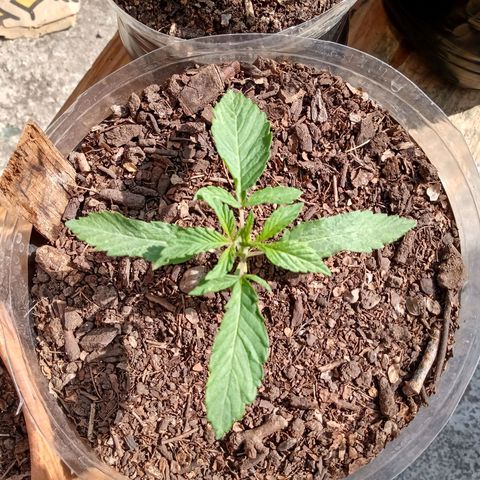 PYK  growlog timeline photo