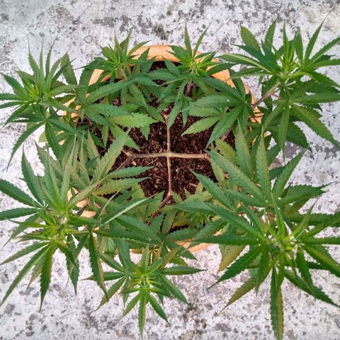 MK 1 growlog timeline photo
