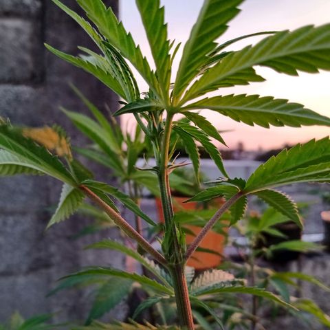 MK 1 growlog timeline photo
