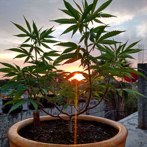 MK 1 growlog timeline photo