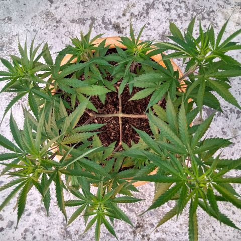 MK 1 growlog timeline photo