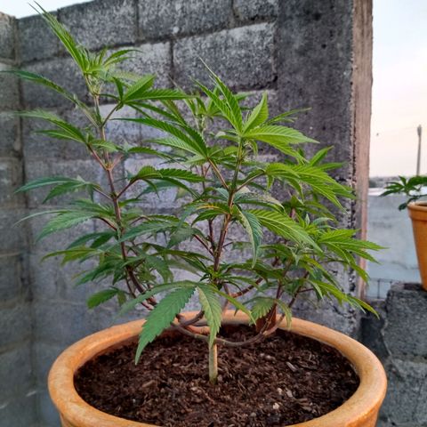 MK 1 growlog timeline photo