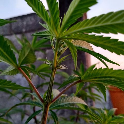 MK 1 growlog timeline photo