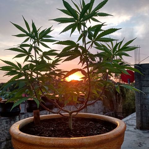MK 1 growlog timeline photo