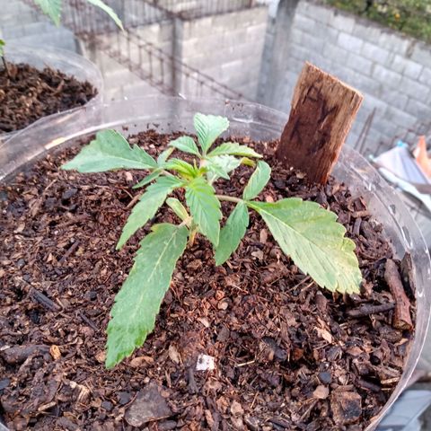 PYK  growlog timeline photo