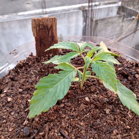 PYK  growlog timeline photo
