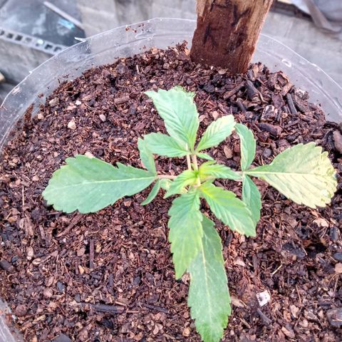PYK  growlog timeline photo