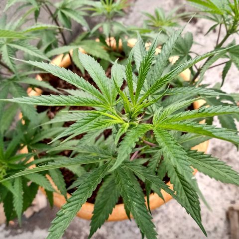 MK 1 growlog timeline photo