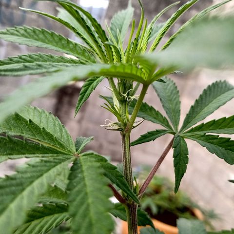 MK 1 growlog timeline photo