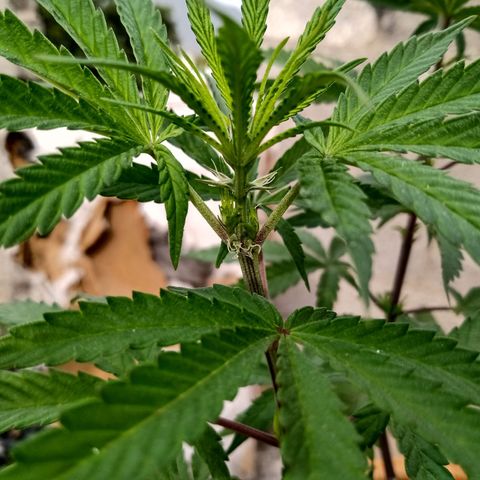 MK 1 growlog timeline photo
