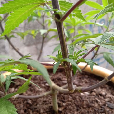 MK 1 growlog timeline photo