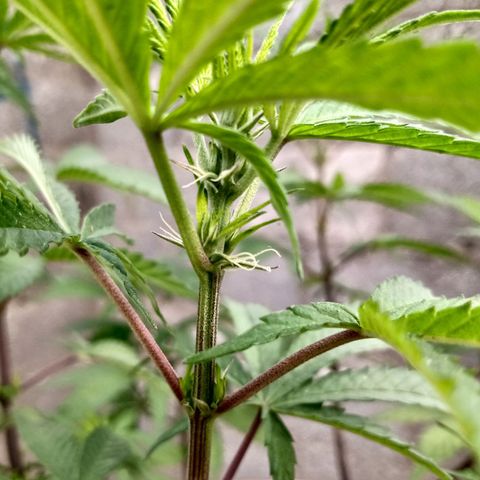 MK 1 growlog timeline photo