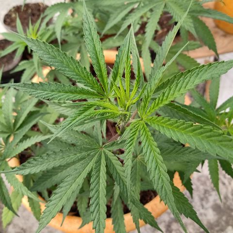 MK 1 growlog timeline photo
