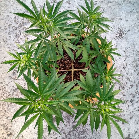 MK 1 growlog timeline photo