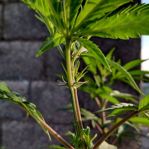 MK 1 growlog timeline photo
