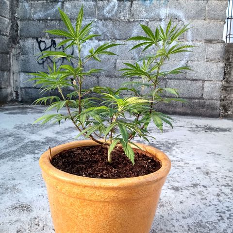 MK 1 growlog timeline photo