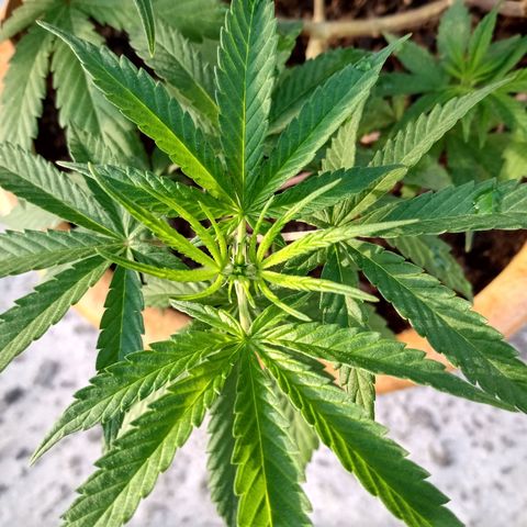 MK 1 growlog timeline photo
