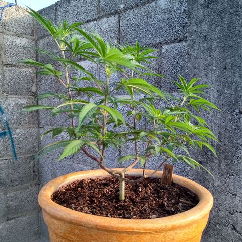 MK 1 growlog timeline photo