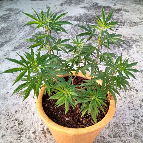 MK 1 growlog timeline photo