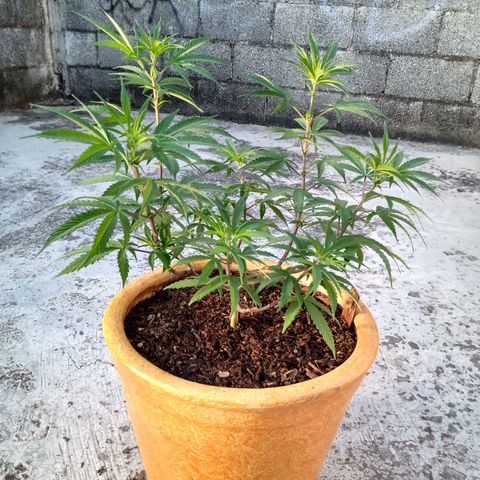 MK 1 growlog timeline photo