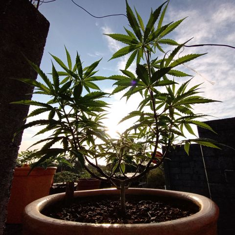 MK 1 growlog timeline photo
