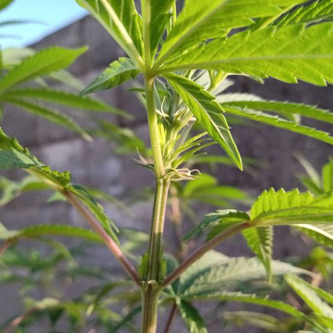 MK 1 growlog timeline photo