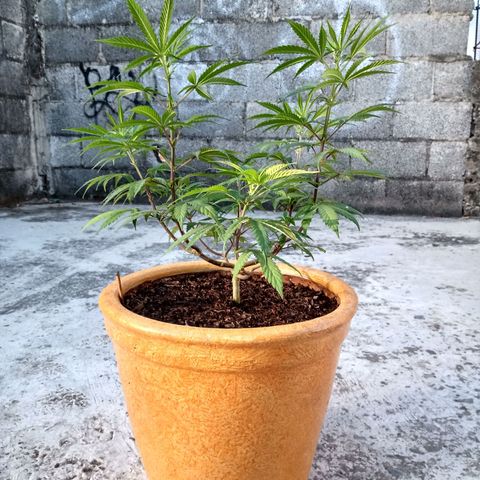 MK 1 growlog timeline photo