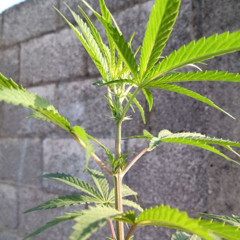 MK 1 growlog timeline photo