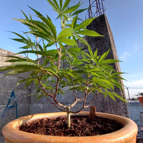 MK 1 growlog timeline photo