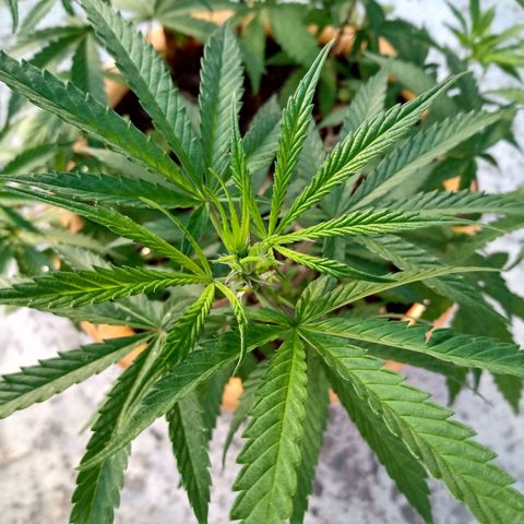 MK 1 growlog timeline photo