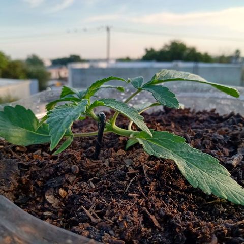 PYK  growlog timeline photo