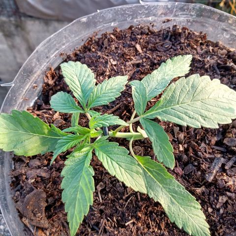 PYK  growlog timeline photo