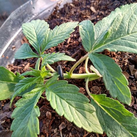 PYK  growlog timeline photo