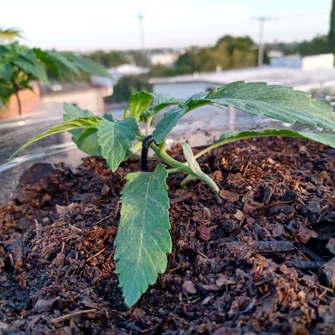 PYK  growlog timeline photo