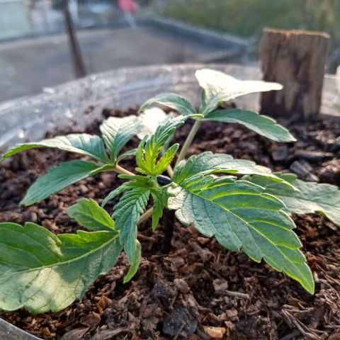 PYK  growlog timeline photo