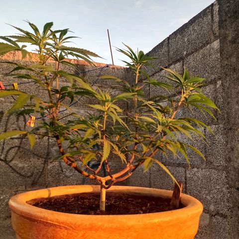 MK 1 growlog timeline photo