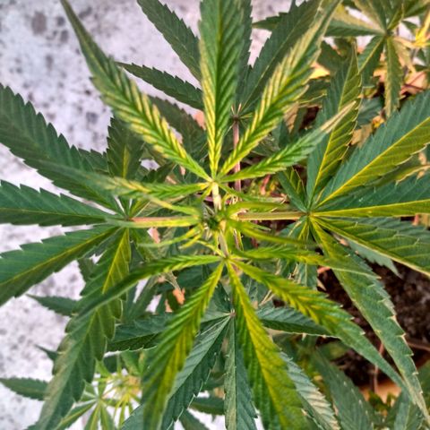 MK 1 growlog timeline photo