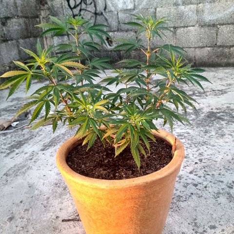 MK 1 growlog timeline photo