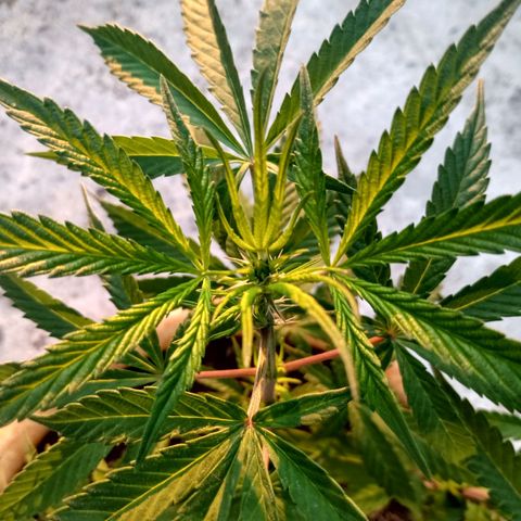 MK 1 growlog timeline photo