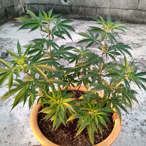 MK 1 growlog timeline photo