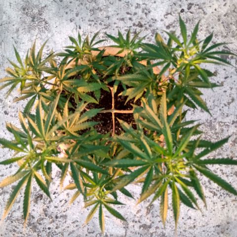 MK 1 growlog timeline photo