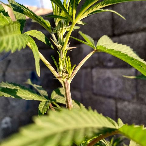 MK 1 growlog timeline photo