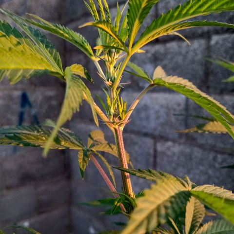 MK 1 growlog timeline photo