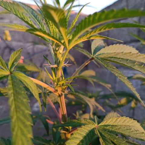 MK 1 growlog timeline photo