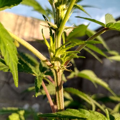MK 1 growlog timeline photo